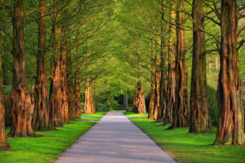 Career Path Image